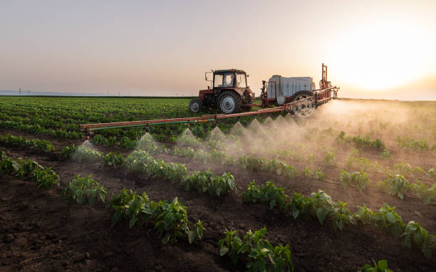 Reliable Montegut, LA Pest Control Solutions