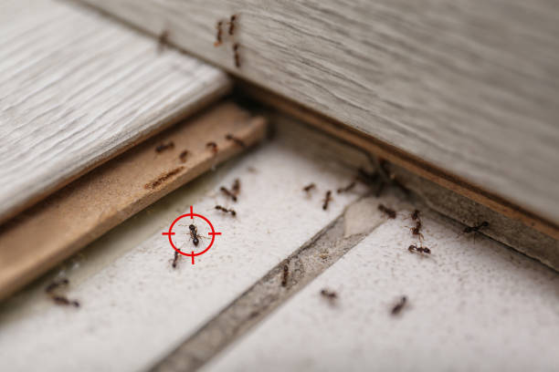Best Ant Control Services  in Montegut, LA