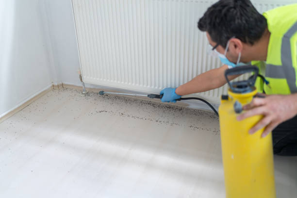 Best Pest Removal Services  in Montegut, LA